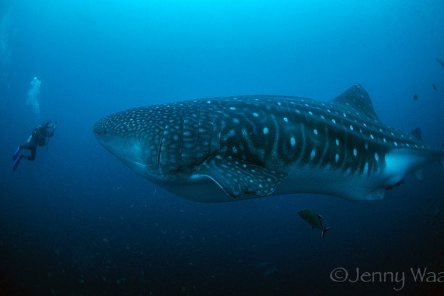 Galapagos 8-day shark conservation dive trip