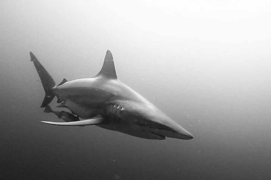 Explore the wild side - Mozambique to the Wild Coast