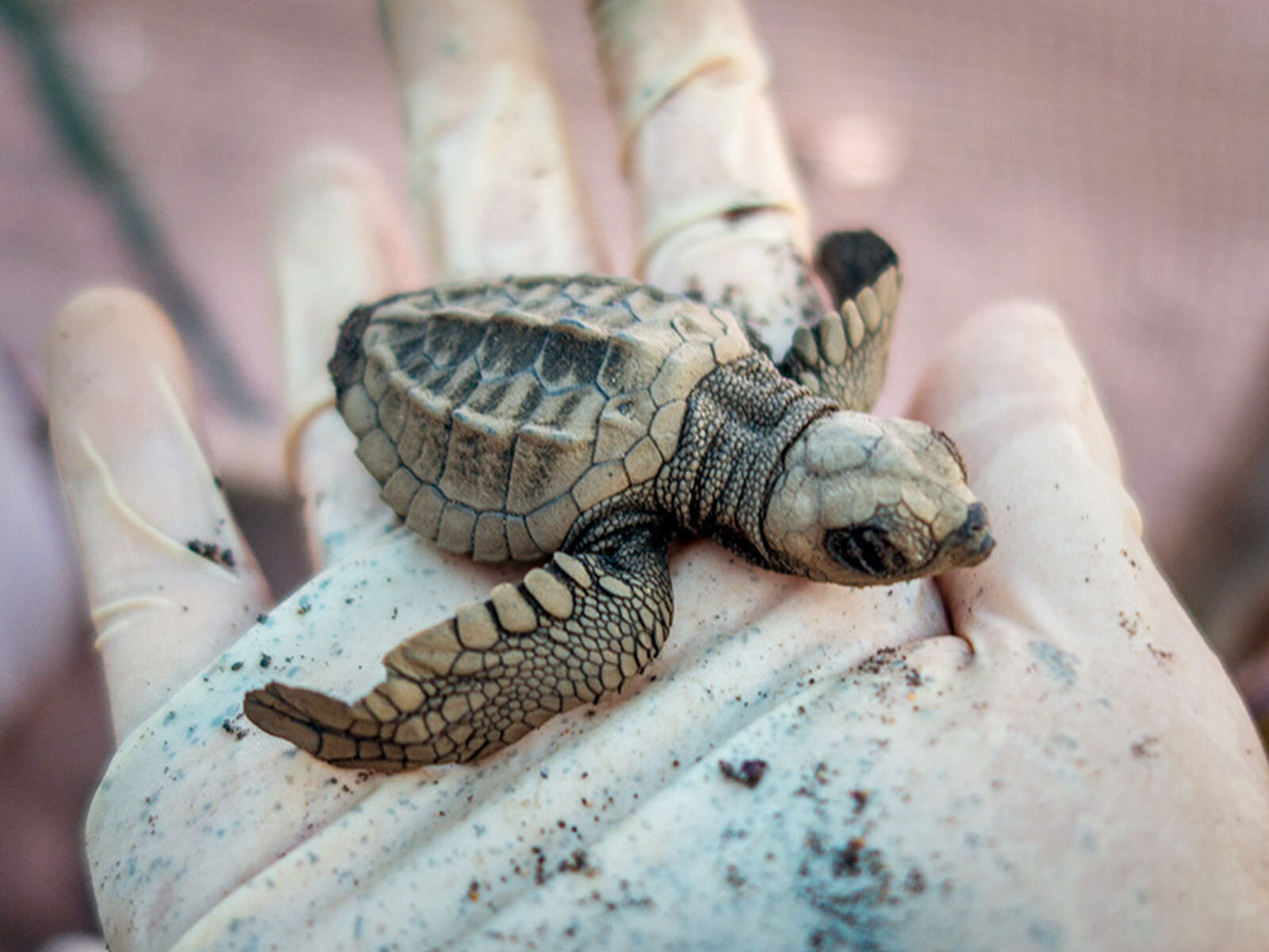 Costa Rica sea turtle conservation