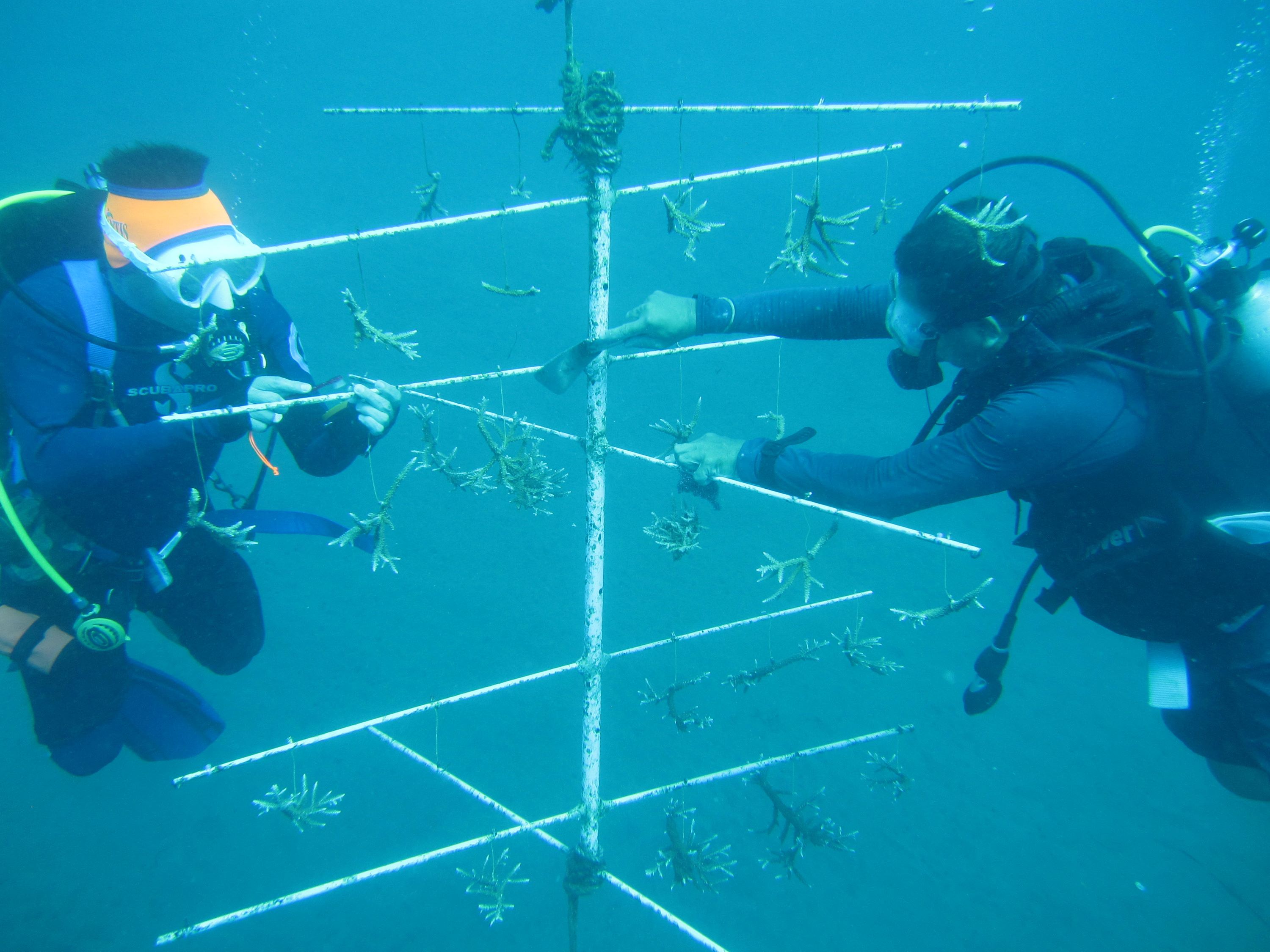 Coral restoration project