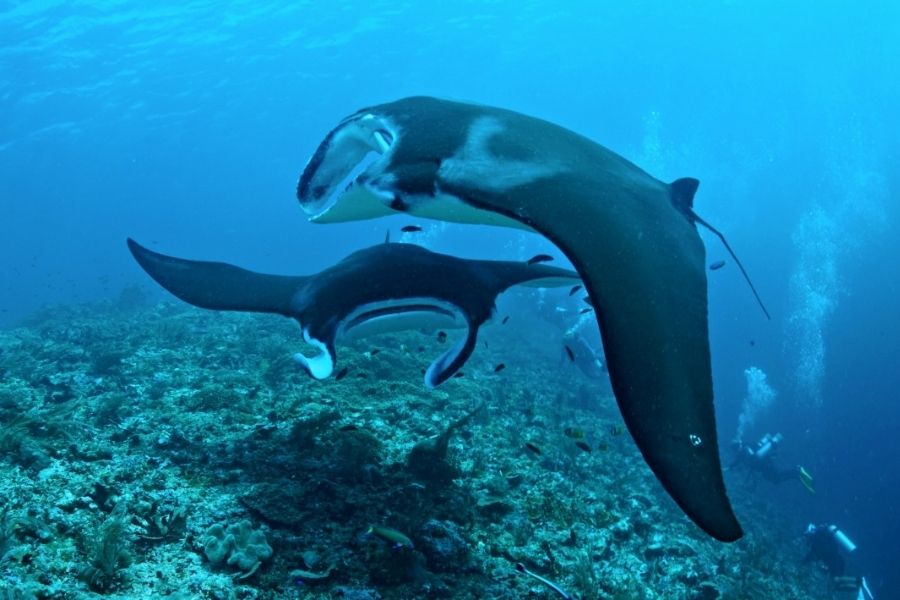 Beginner marine conservation research assistant
