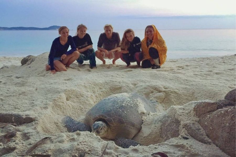 Perhentian turtle project