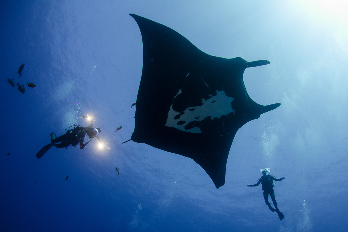 Socorro manta expedition