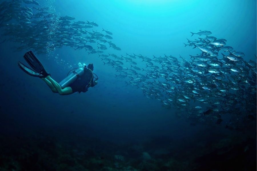 Open Water marine conservation research assistant