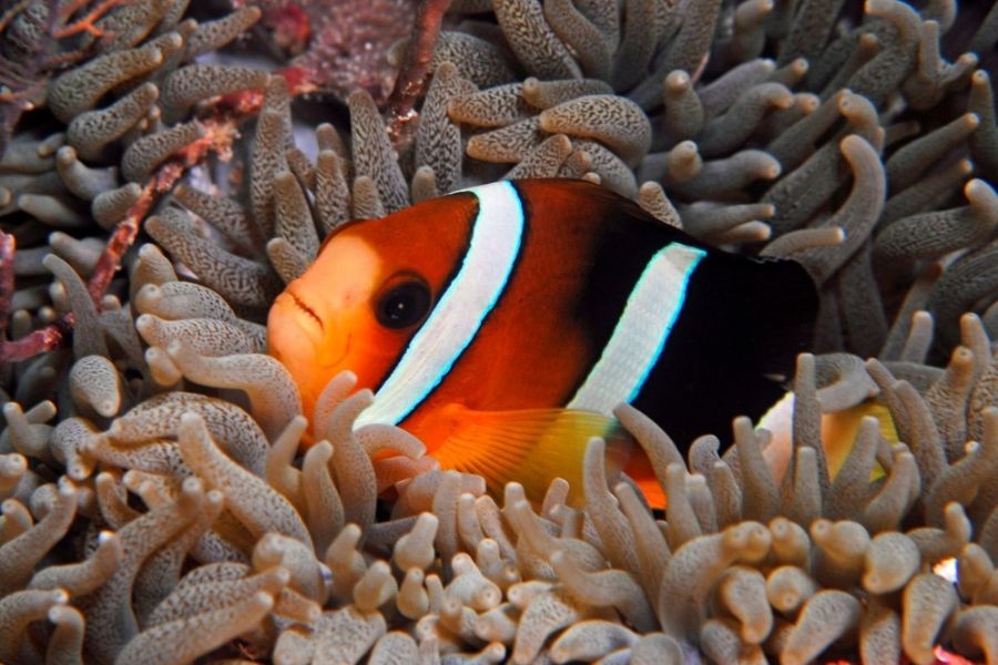 Indonesia conservation dive trip