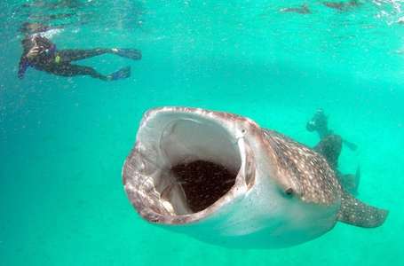 Whale shark and marine conservation