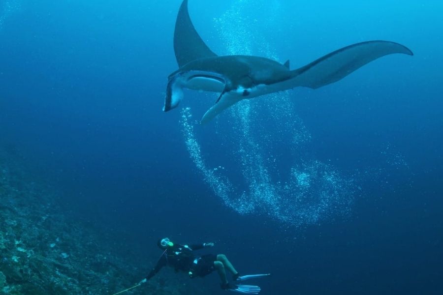Advanced marine conservation research assistant