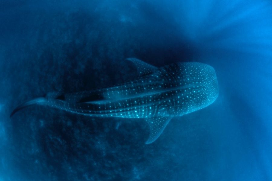 Galapagos 15-day shark conservation dive trip
