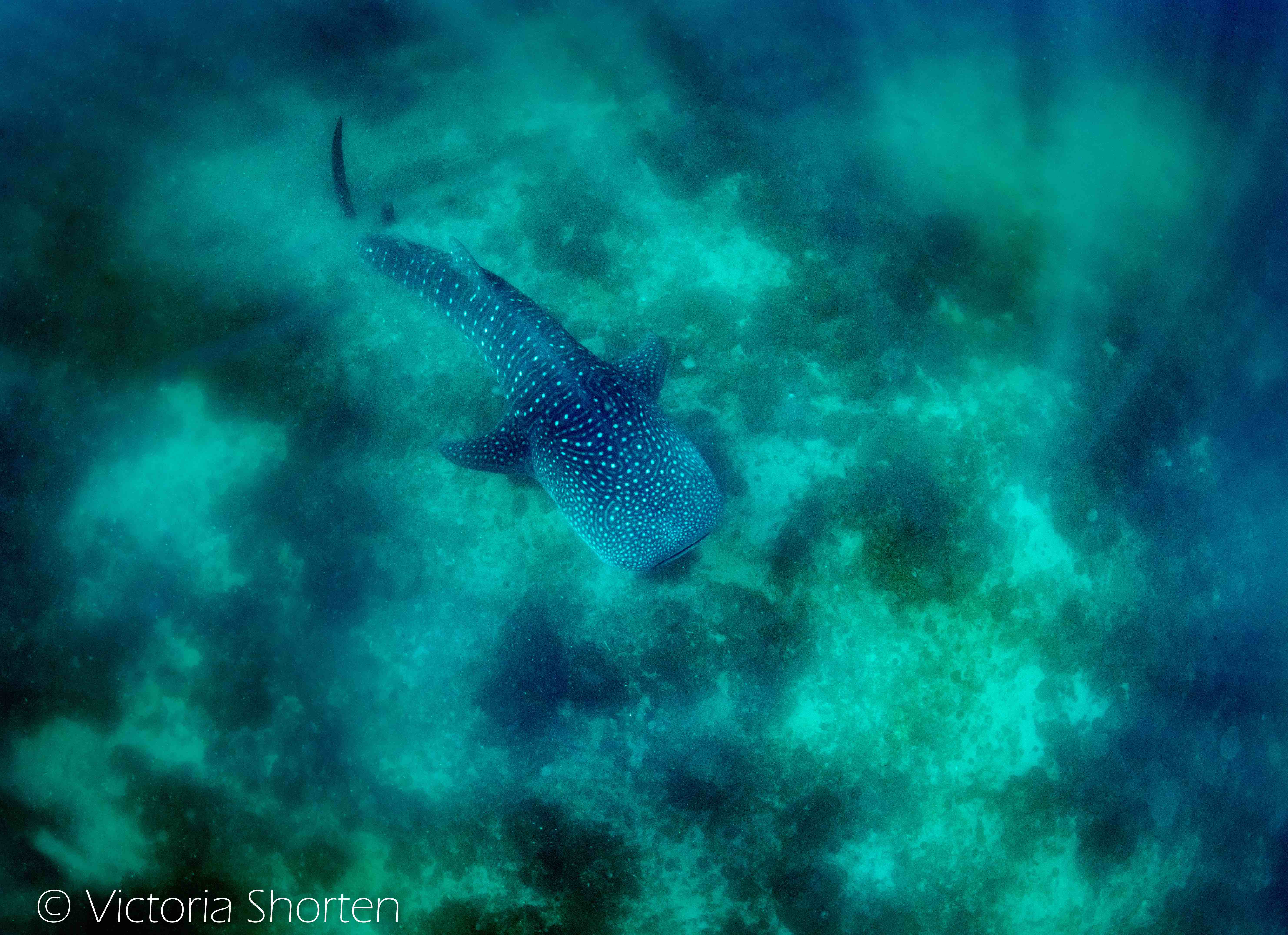 Philippines megafauna educational trip