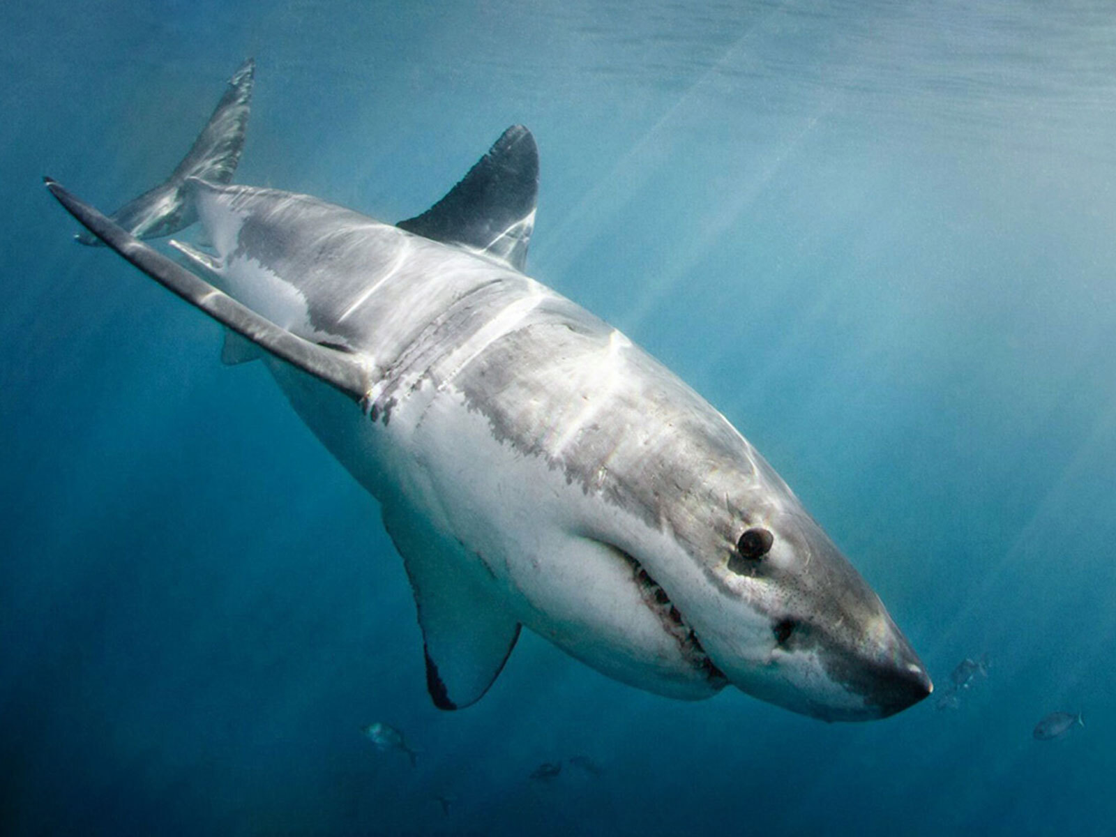 Marine 'Big 5' conservation