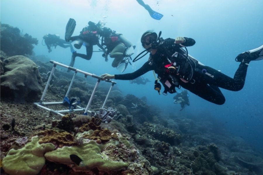 Zero to hero research and Divemaster internship