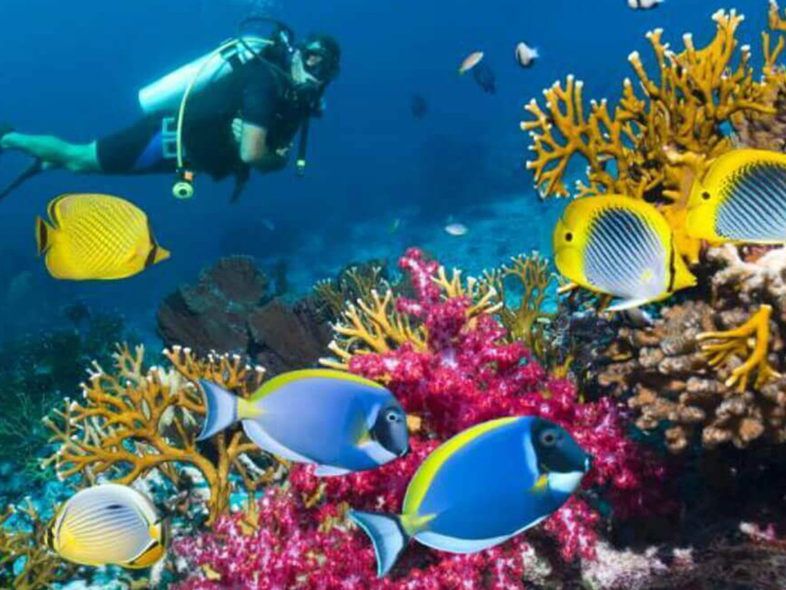Private island marine experience