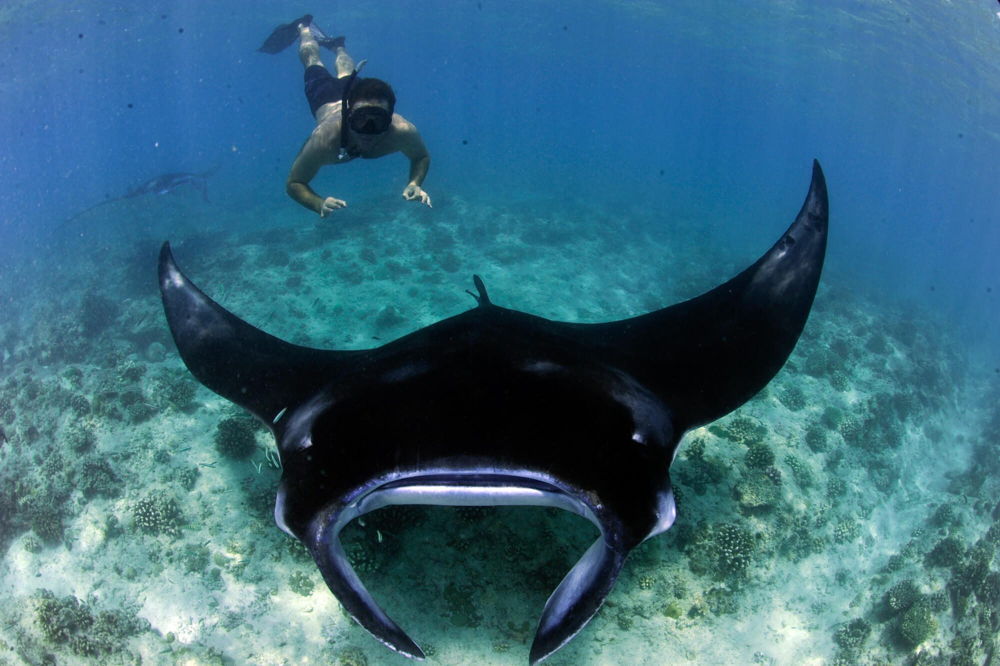 Manta Caribbean project volunteer