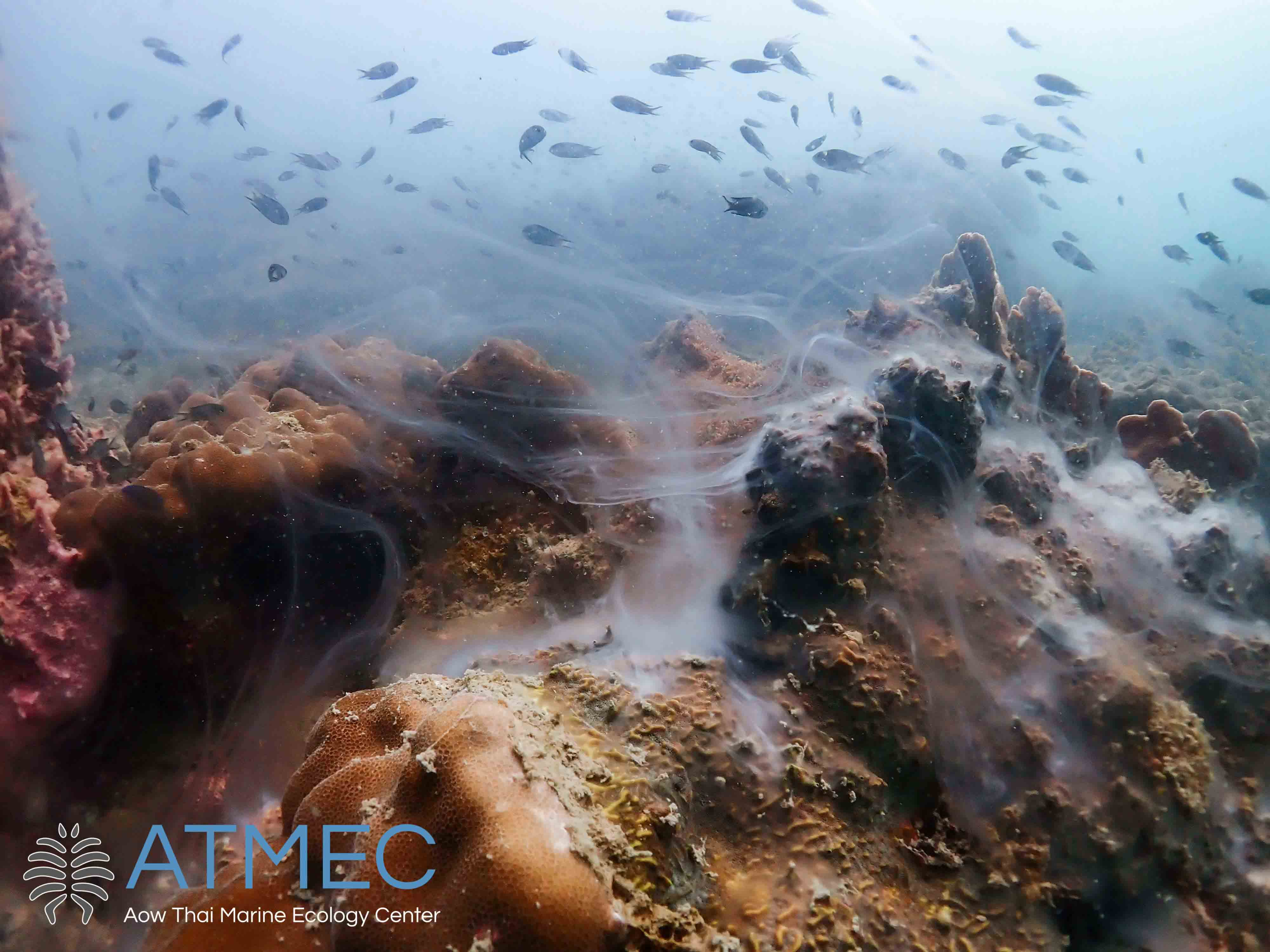 Thailand research expedition: winter semester