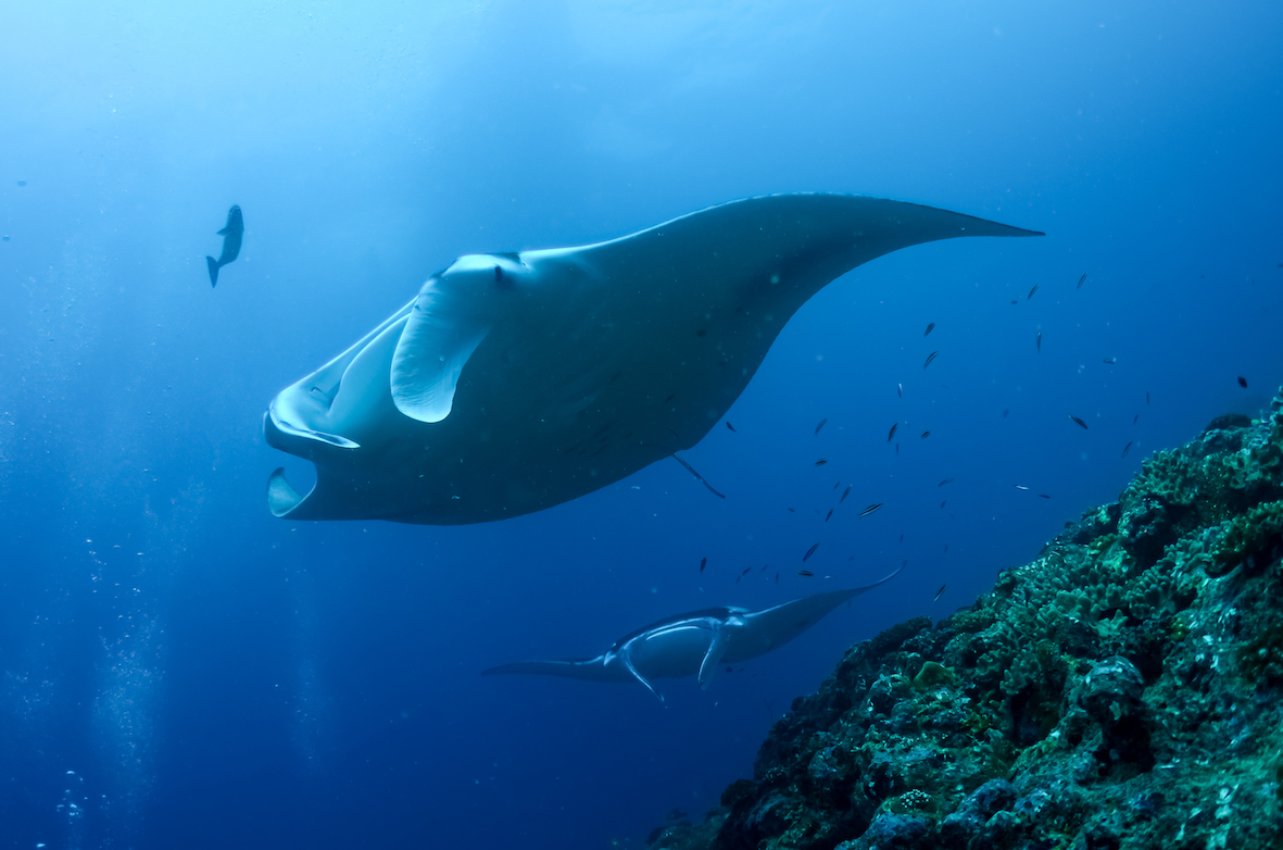 Giants of Fuvahmulah manta expedition
