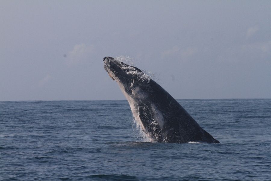 Cape to Moz eco-tour - with learn to dive