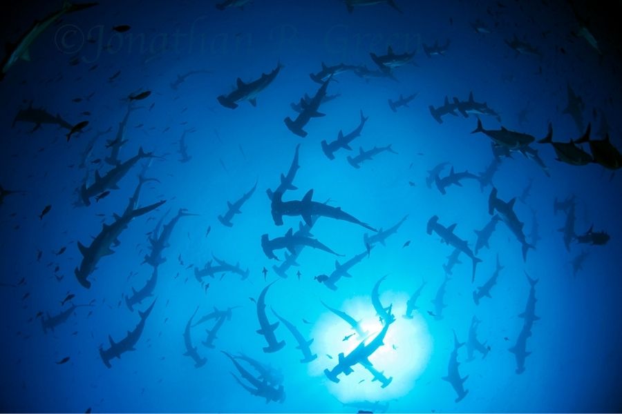 Cocos shark conservation dive trip