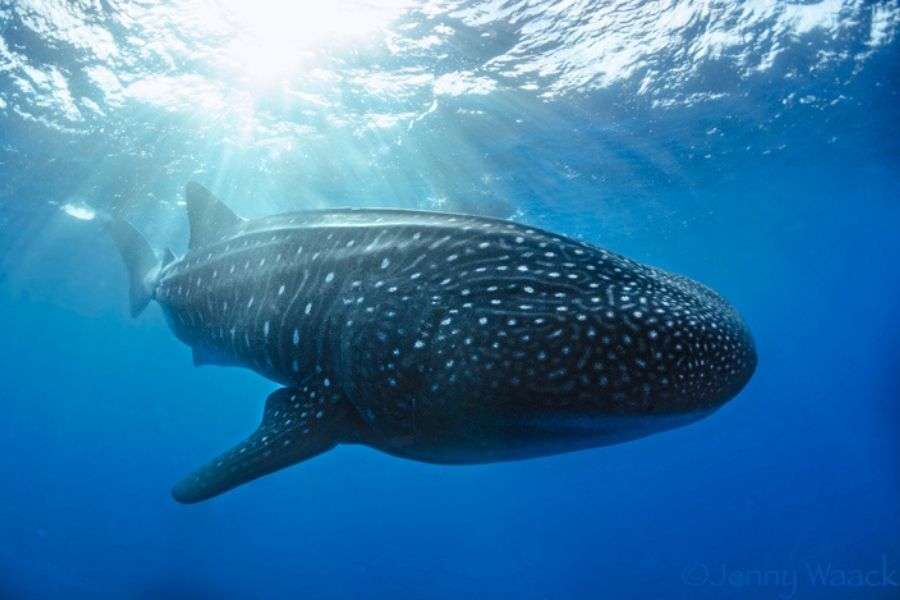 Galapagos special 15-day shark conservation dive trip